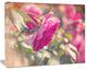 Beautiful Pink Rose Flowers, Floral Canvas Art Print, 20"x12"