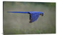 "Suspended" Stretched Canvas Giclee by Greg Barsh, 36x23"