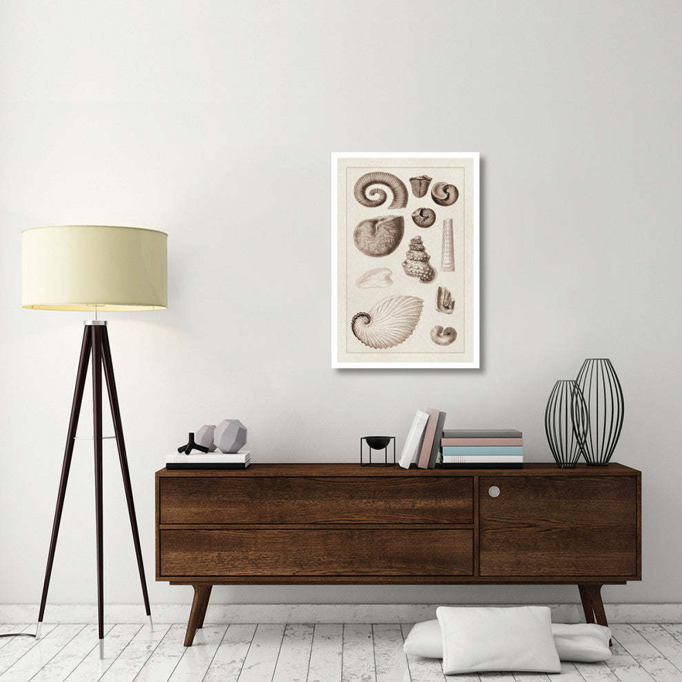"Shells: Ammonacea (Sepia)" Digital Paper Print by G.B. Sowerby, 26"x38"