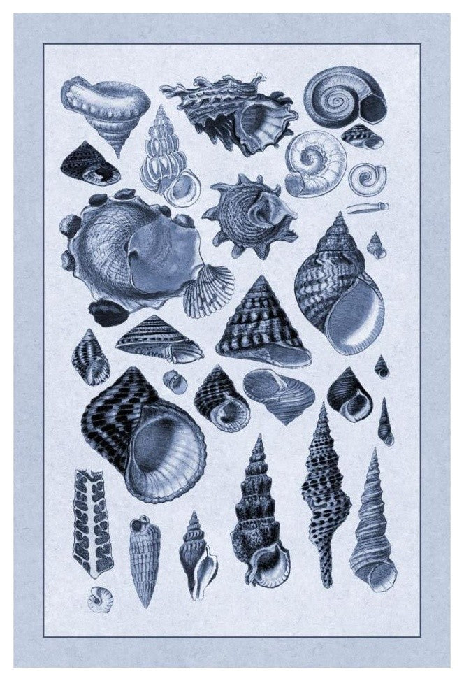 "Shells: Trachelipoda #3 (Blue)" Digital Paper Print by G.B. Sowerby, 22"x32"