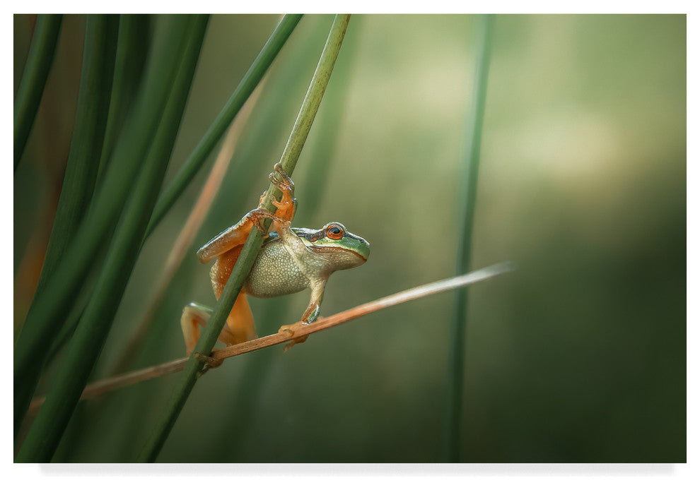 Florentin Vinogradof 'Wildlife Moment' Canvas Art, 47"x30"