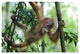 "Sumatran Orangutan baby playing in tree, north Sumatra" Paper Art, 20"x14"