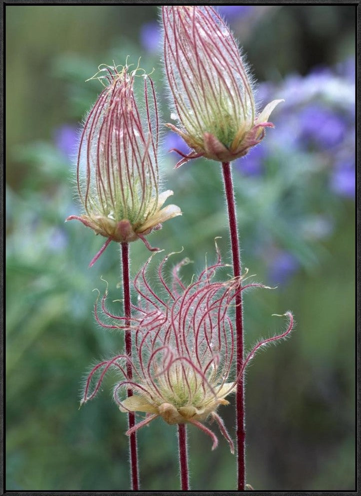 Prairie Smoke Okanagan Valley, British Columbia, Canada, 24"x32"