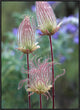 Prairie Smoke Okanagan Valley, British Columbia, Canada, 24"x32"