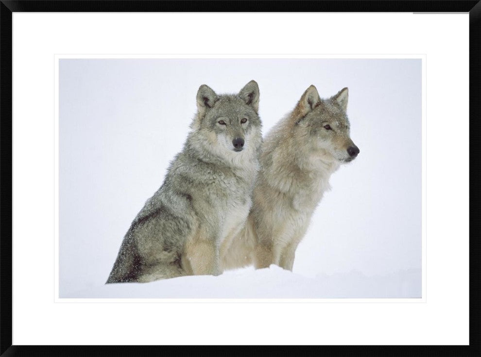 Timber Wolf Portrait Of Pair Sitting In Snow, North America, 30"x22"