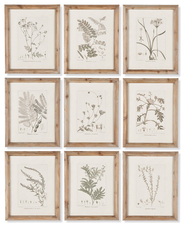 Botanical Illustrations, Set of 9