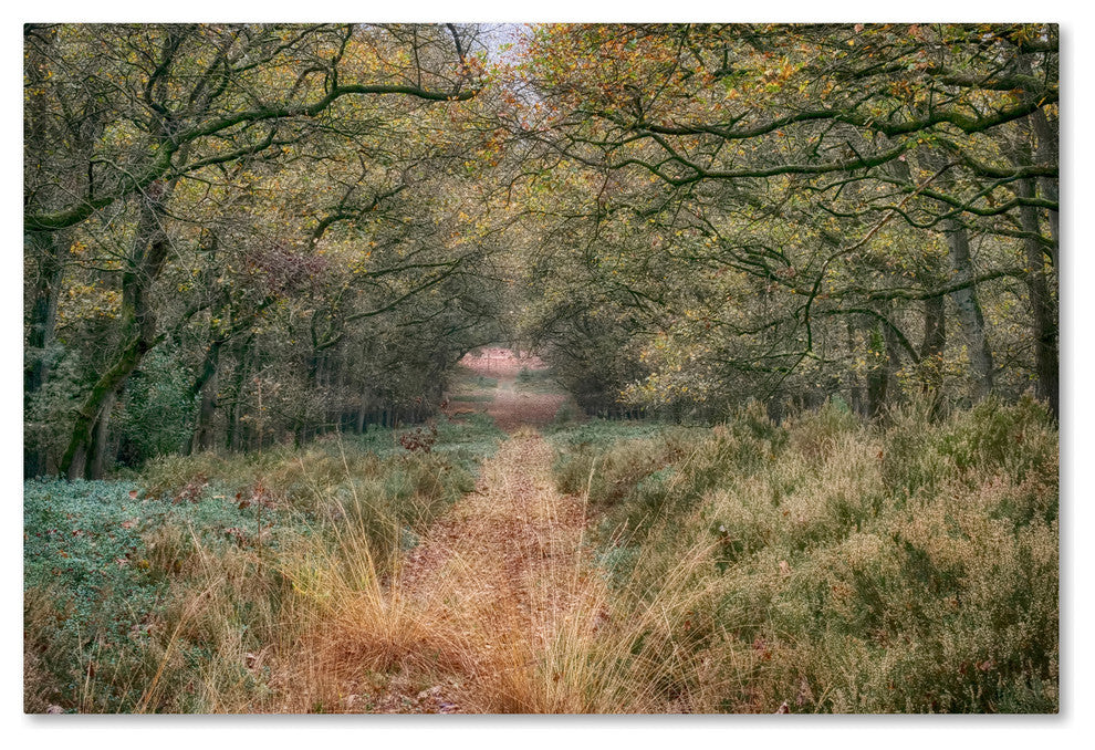 Cora Niele ''Autumn Walk'' Canvas Art