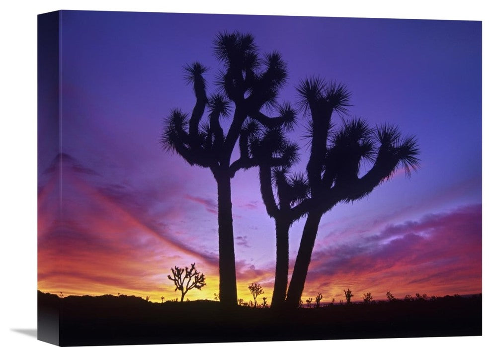 "Joshua Trees Near Quail Springs, Joshua Tree National Park, California" Artwork
