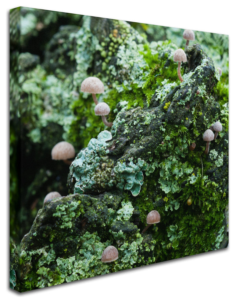 ''Tiny Mushroom Forest'' Canvas Art by Kurt Shaffer