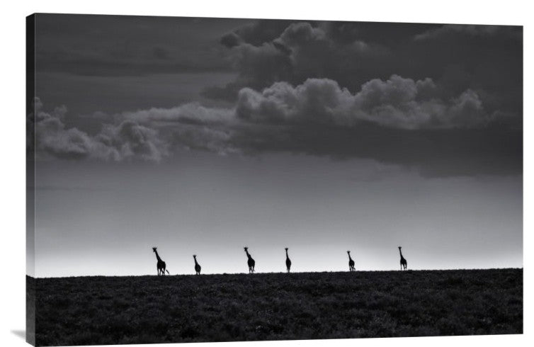 "6 Giraffes" Stretched Canvas Giclee by Greg Metro, 30"x20"