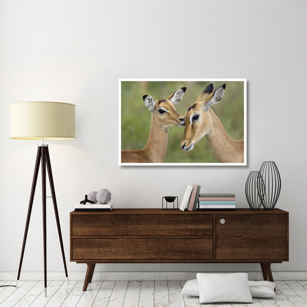 "Impala fawn grooming mother, Serengeti National Park" Paper Art, 50"x34"