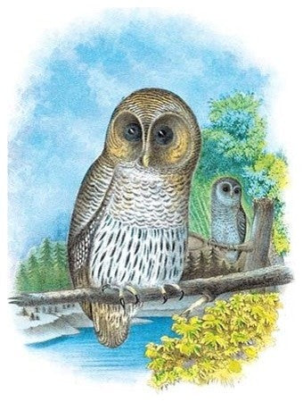 The Barred Owl - Canvas Poster 20" x 30"