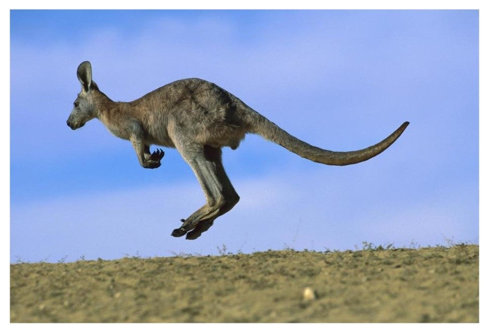 "Wallaroo or Euro Kangaroo hopping, Sturt, New South Wales" Paper Art, 26"x18"
