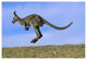 "Wallaroo or Euro Kangaroo hopping, Sturt, New South Wales" Paper Art, 26"x18"