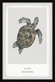 "Chelonioidea" Framed Painting Print, 30x45
