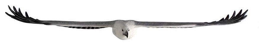 73"W Wingspan Seagull Statue Sculpture