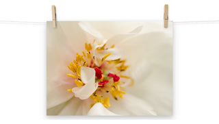 Eye of Peony Nature Photography, Floral Unframed Wall Art Print, 12" X 16"