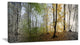 "Morning Forest Panoramic View" Canvas Print