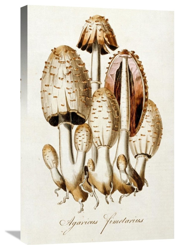 "Egg Mushroom" Artwork