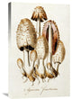 "Egg Mushroom" Artwork
