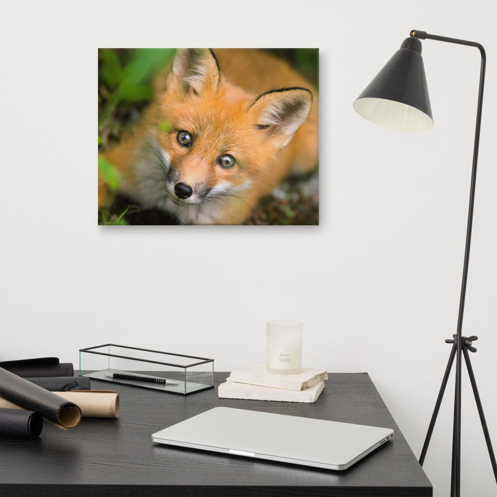 Young Red Fox Face Animal Wildlife Nature Photograph Canvas Wall Art Prints, 16" X 20"