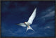 "Arctic Tern flying,  Alaska" Framed Canvas Giclee by Michael Quinton, 19x13"