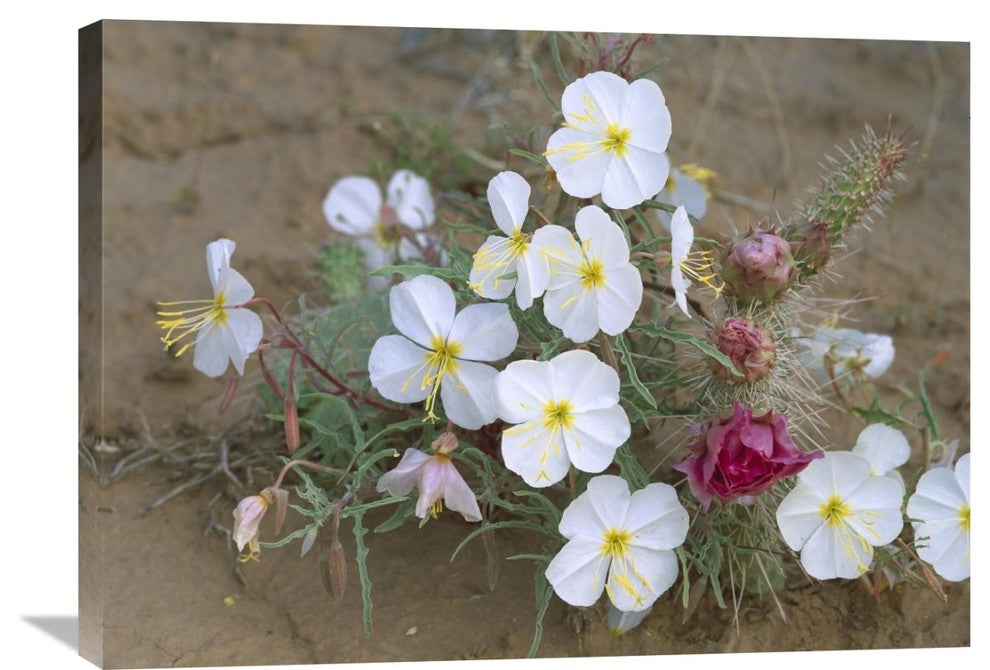 "Evening Primrose With Grizzly Bear Cactus , North America" Artwork, 32" x 24"