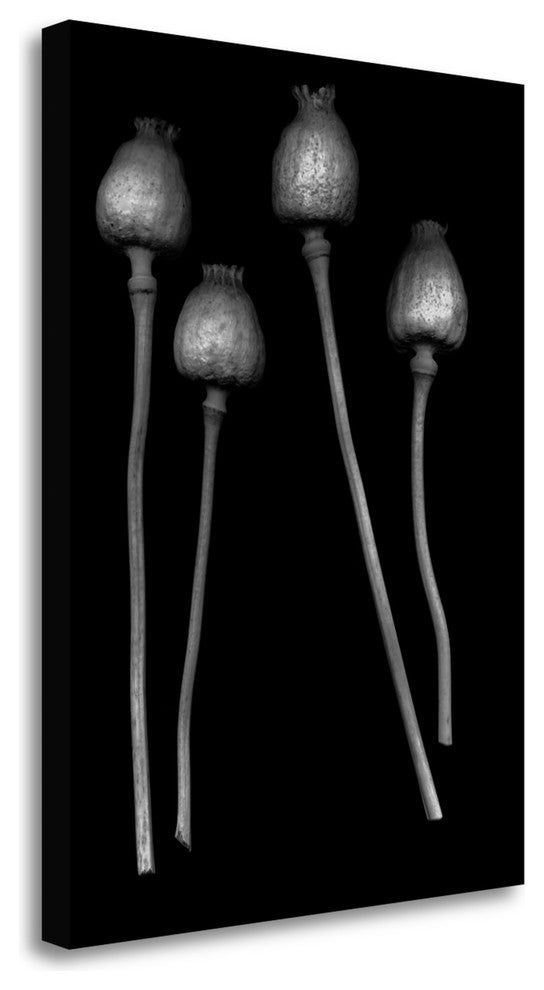 "Floral B - W - 21" By Alan Blaustein, Giclee Print on Gallery Wrap Canvas