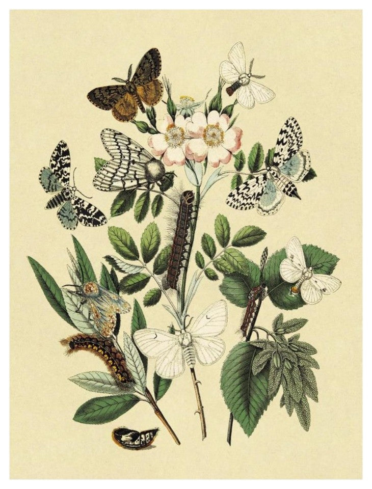 "Moths: L. Salicis, O. Dispar, et al." Paper Print by W. F. Kirby, 20"x26"