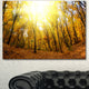Yellow Autumn Forest in Sunlight, Forest Canvas Art Print, 40"x30"