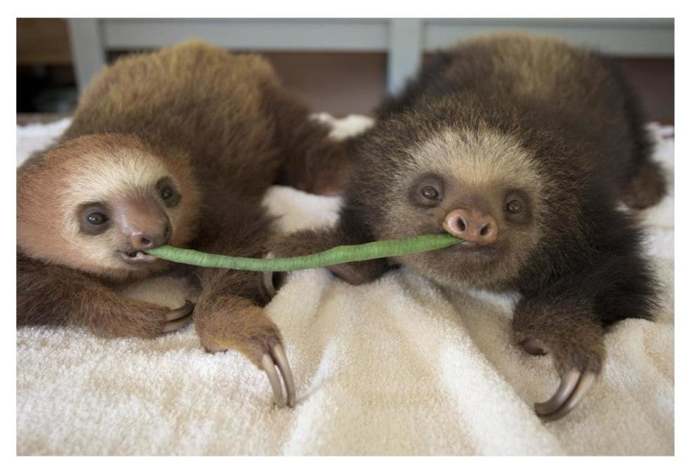 "Hoffmann's 2-toed Sloth babies, Aviarios Sloth Sanctuary" Paper Art, 32"x22"