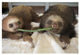 "Hoffmann's 2-toed Sloth babies, Aviarios Sloth Sanctuary" Paper Art, 32"x22"