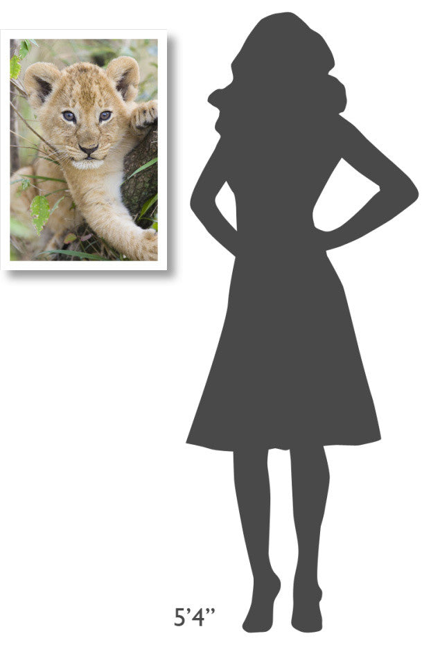 "African Lion 6-7 week old cub, Masai Mara National Reserve" Paper Art, 18"x26"
