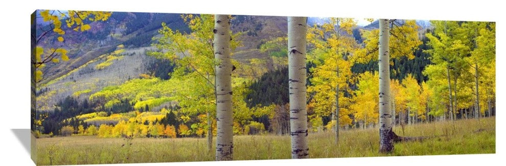 "Quaking Aspen Grove In Autumn, Colorado" Artwork, 72" x 24"