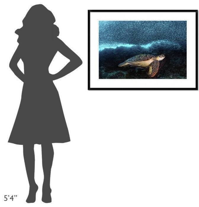"Turtle And Sardines" Framed Digital Print by Henry Jager, 38"x28"