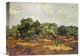 "Olive Grove Pale Blue Sky" Stretched Canvas Giclee by Vincent Van Gogh, 16"x12"