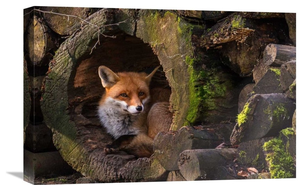 "Fox" Stretched Canvas Giclee by Cees Van Ginkel, 22x15"