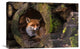 "Fox" Stretched Canvas Giclee by Cees Van Ginkel, 22x15"
