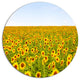 Beautiful Sunflowers Garden, Flower Disc Metal Wall Art, 23"