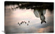 "Fly" Stretched Canvas Giclee by Milan Malovrh, 36x24"