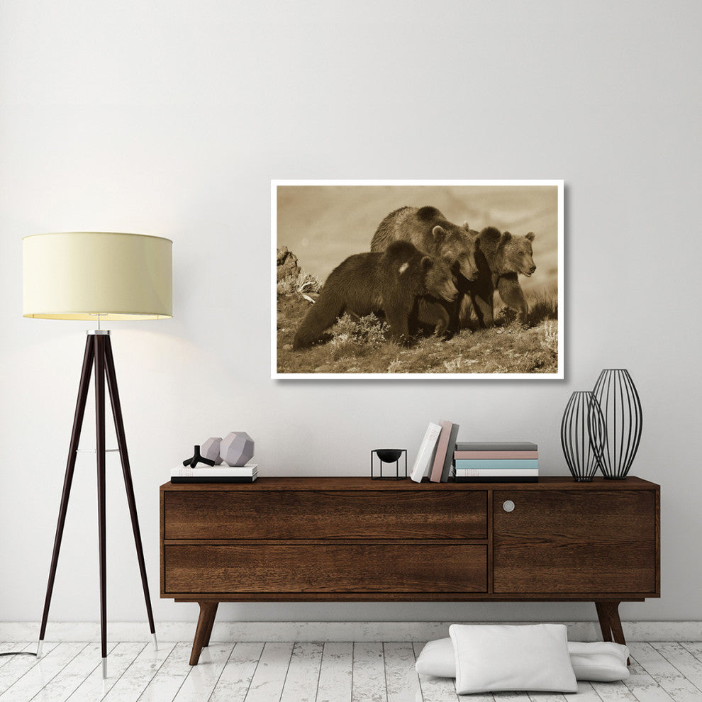 "Grizzly Bear mother with 1 year old cubs, North America" Paper Art, 50"x34"