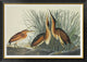 "Least Bittern" Framed Canvas Giclee by John James Audubon, 42"x30"
