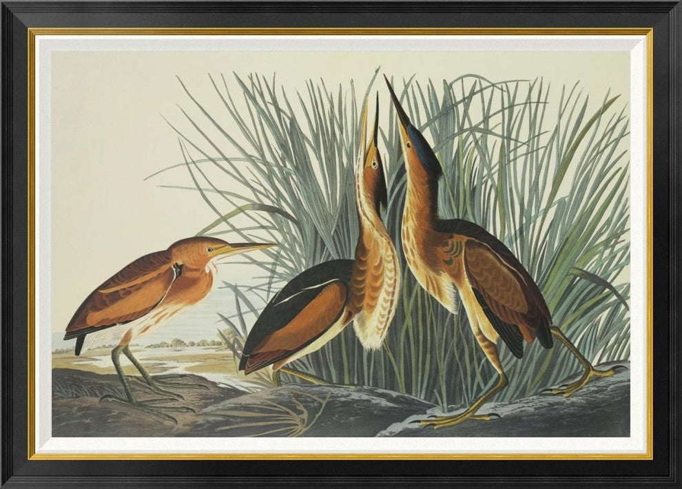 "Least Bittern" Framed Canvas Giclee by John James Audubon, 42"x30"