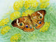 Buckeye ButterFly Door Mat 30x50