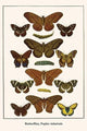 Butterflies, Poplar Admirals - Gallery Wrapped Canvas Art 28" x 42"