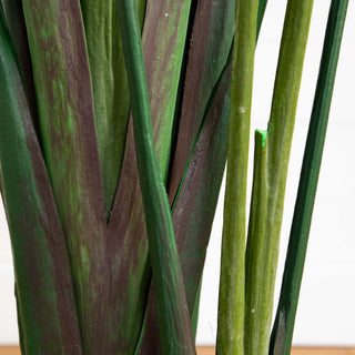 Close-up of multiple stems with color variation on white background (alternate_white_close).