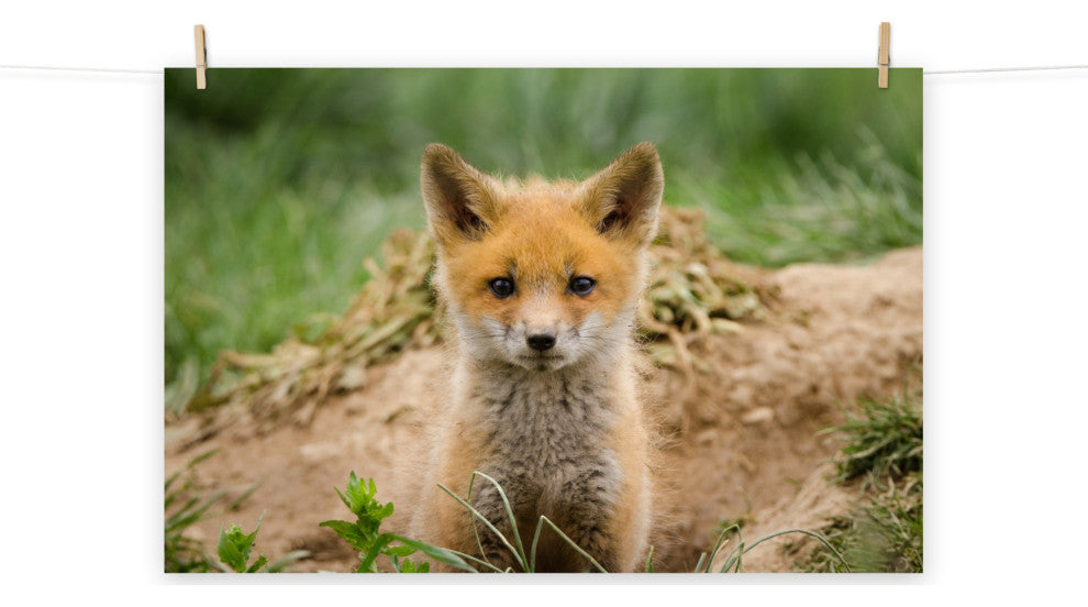 Coming Out (Baby Fox Pup) Wildlife Photography Unframed Wall Art Print, 8" X 10"