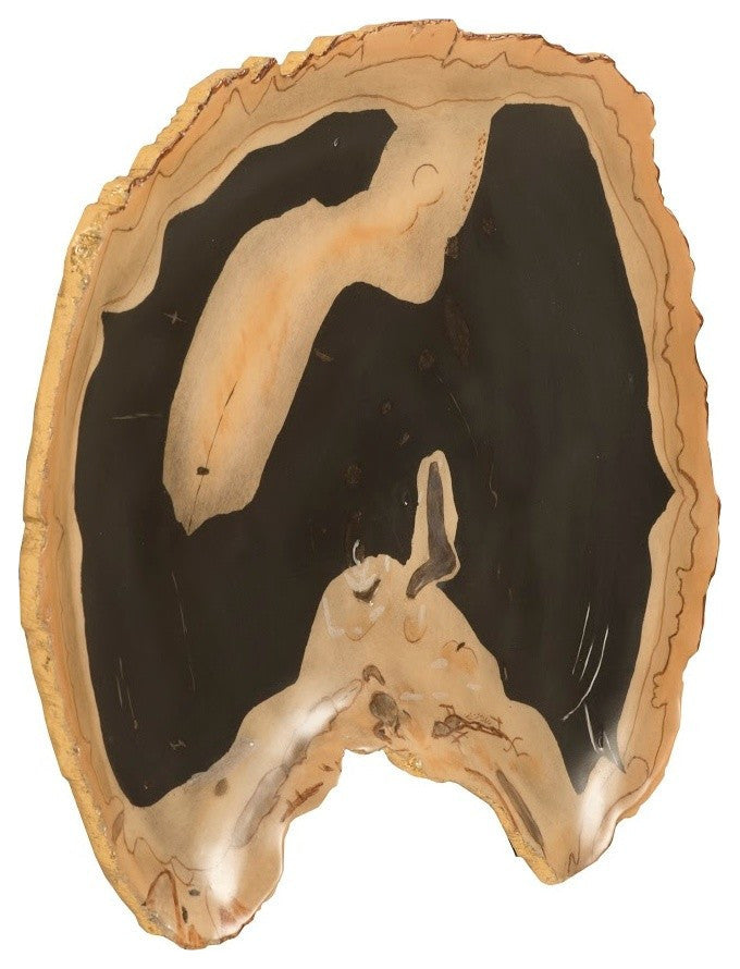 Cast Petrified Wood Wall Decor, Tray Shape