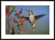 Rufous Hummingbird Feeding On The Nectar Of A Desert Figwort New Mexico, 36"x26"