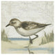 "Beach Bird IV" Digital Paper Print by James Wiens, 32"x32"